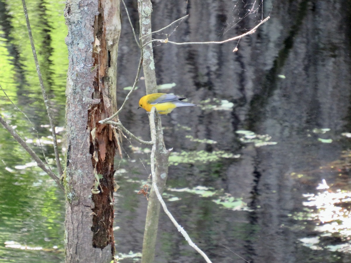 Prothonotary Warbler - ML619817914