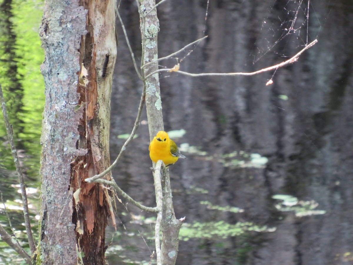 Prothonotary Warbler - ML619817917