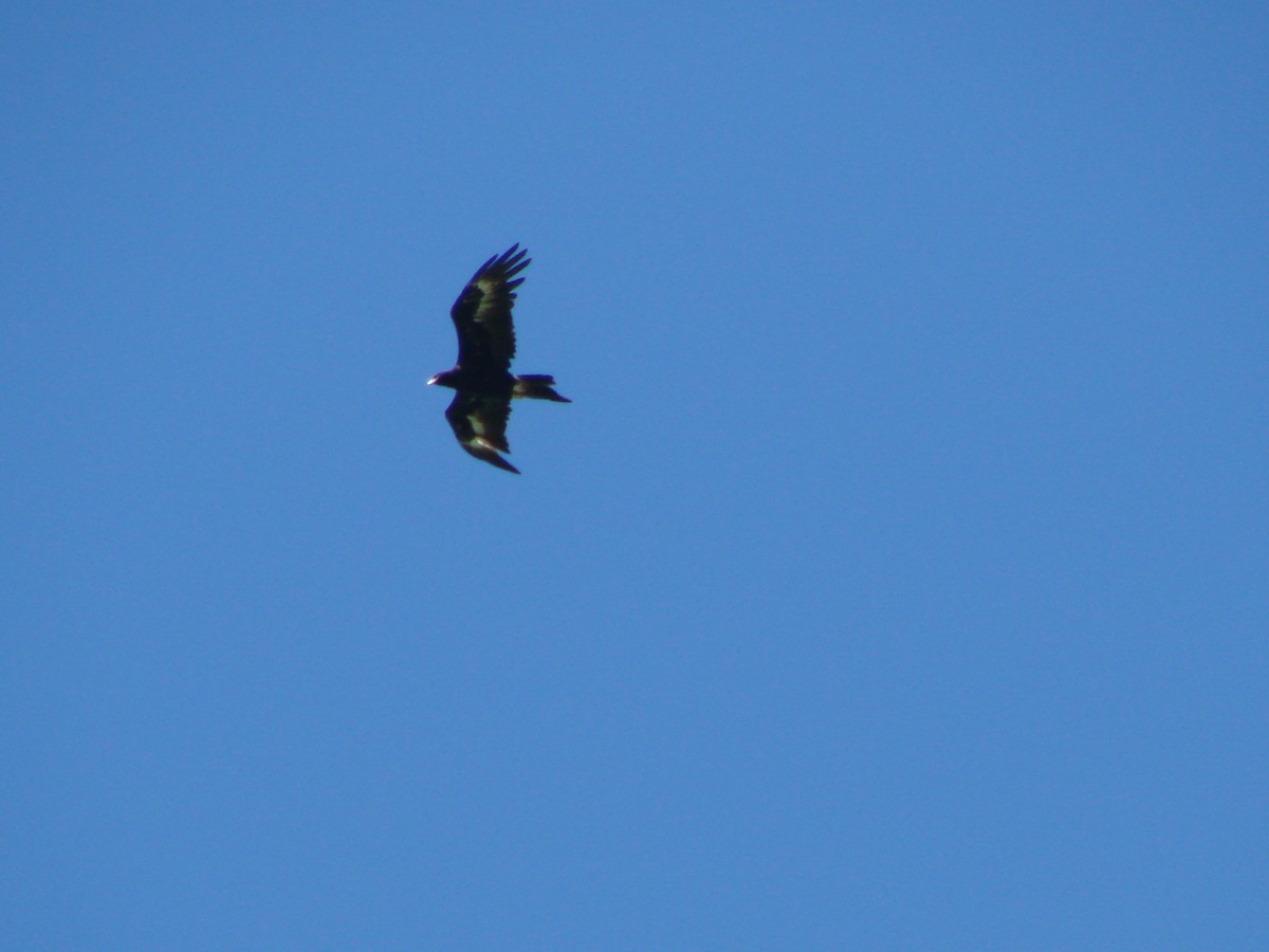 Wedge-tailed Eagle - ML619817919