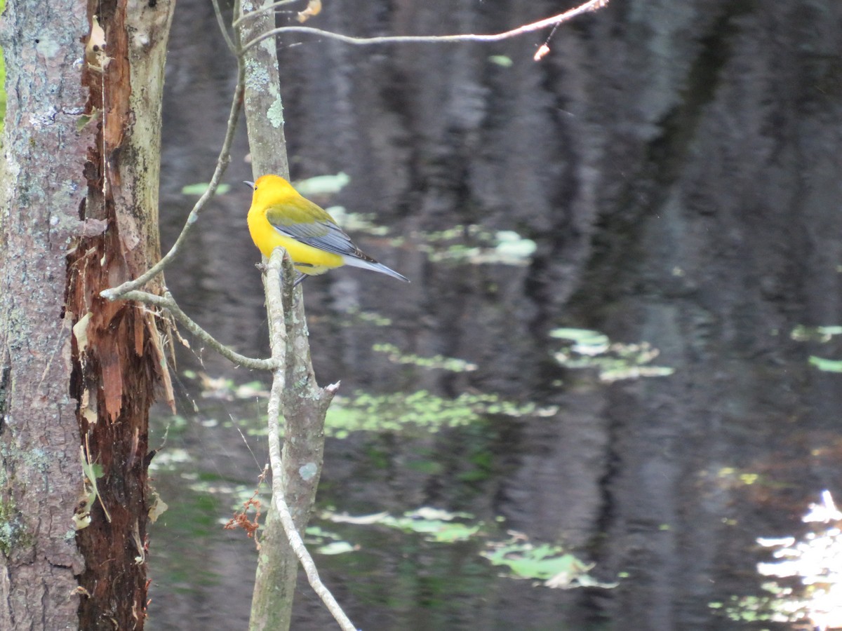 Prothonotary Warbler - ML619817920