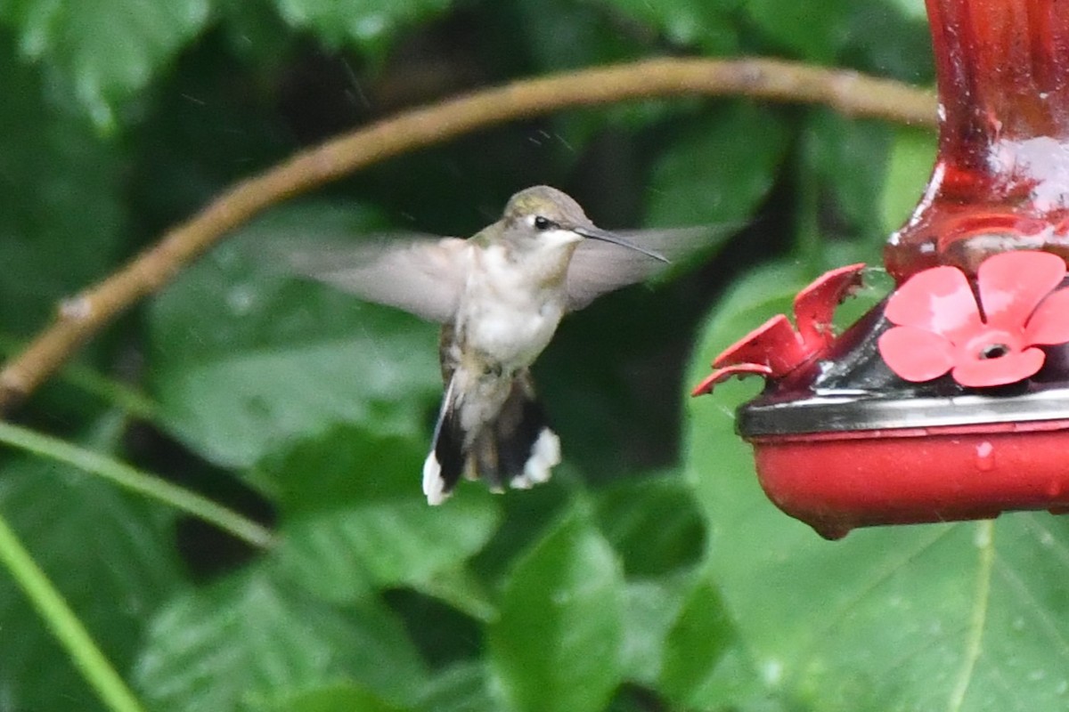 Black-chinned Hummingbird - ML619817924