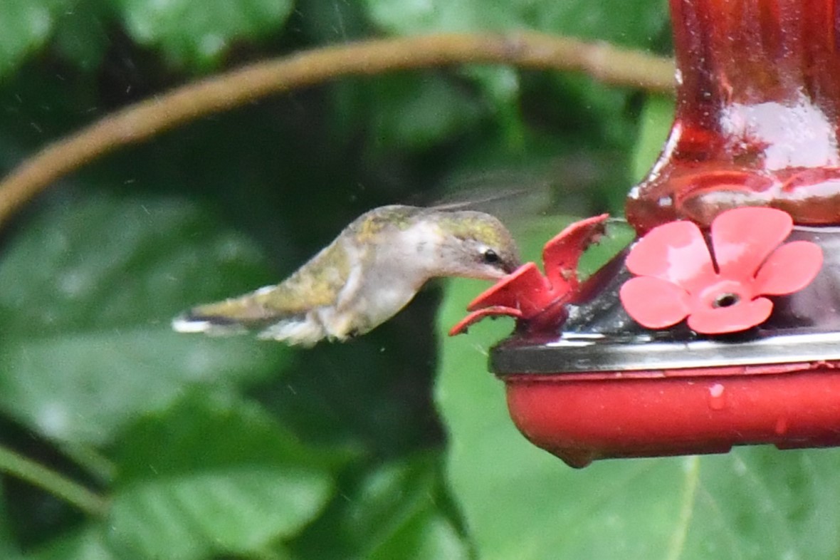 Black-chinned Hummingbird - ML619817926