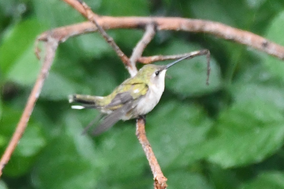 Black-chinned Hummingbird - ML619817927
