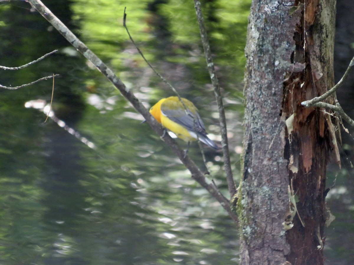 Prothonotary Warbler - ML619817932