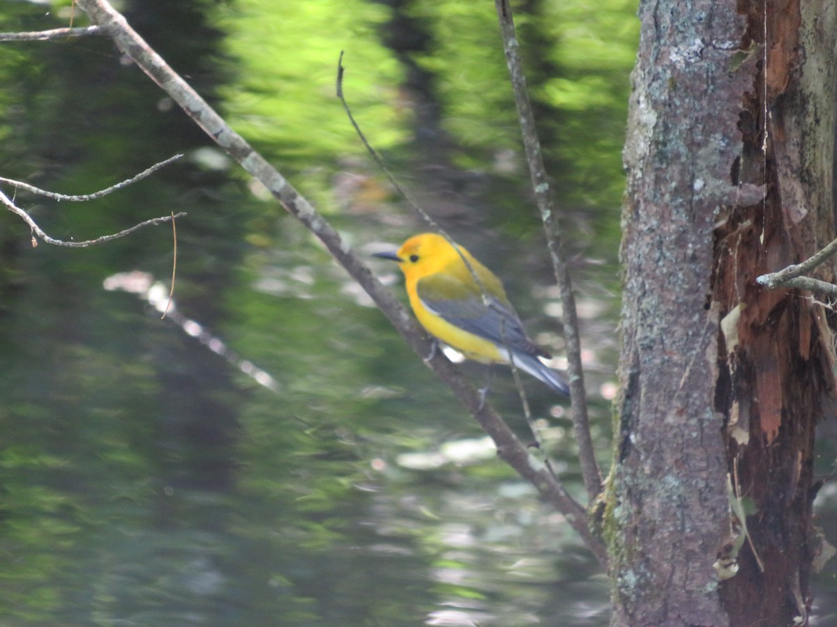 Prothonotary Warbler - ML619817938