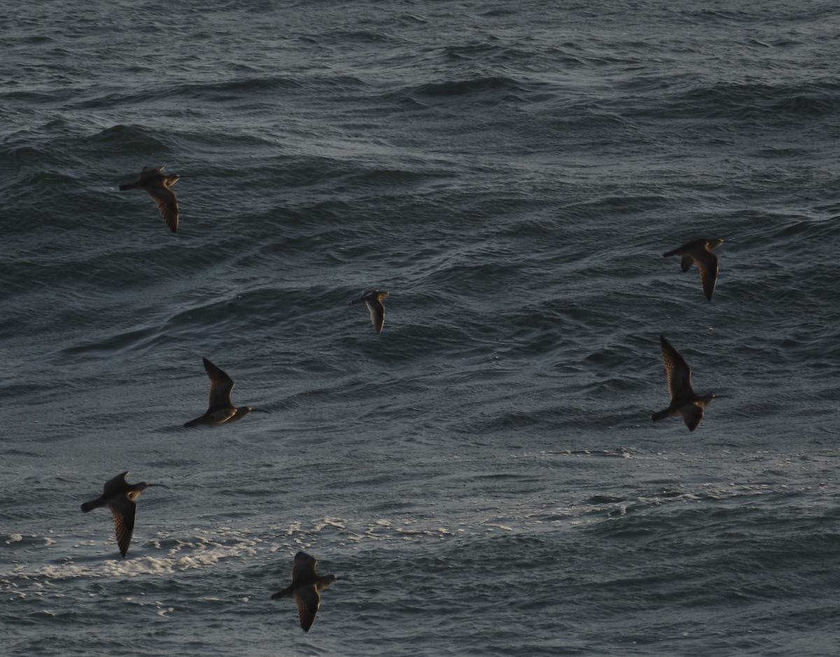 Short-billed/Long-billed Dowitcher - ML619817940