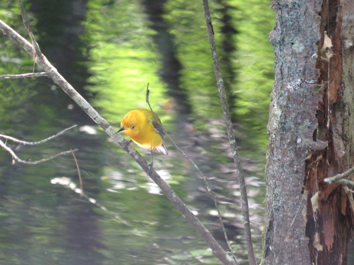 Prothonotary Warbler - ML619817942