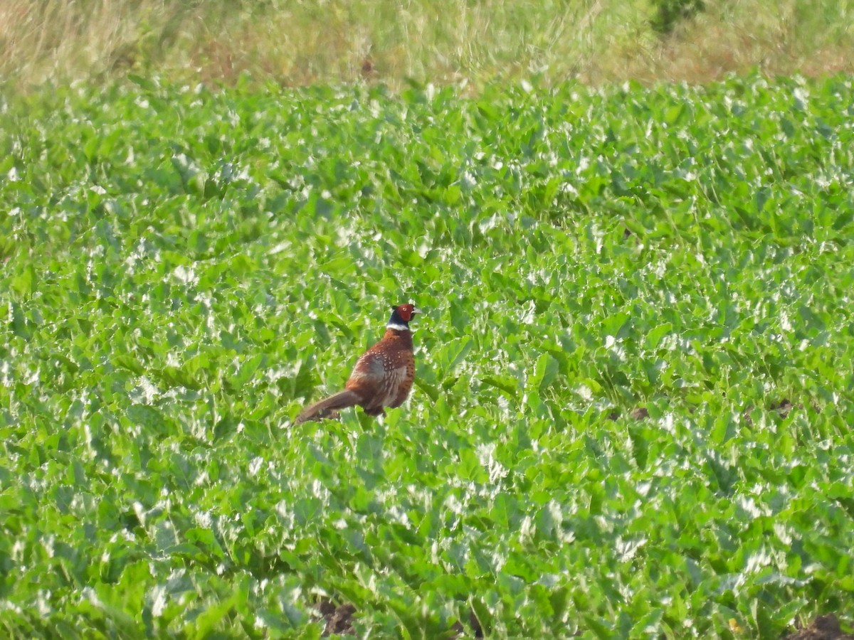 Ring-necked Pheasant - ML619817946