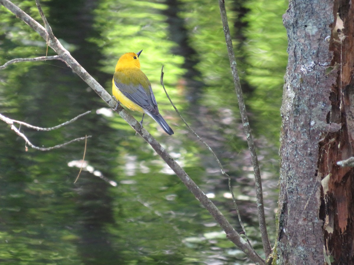 Prothonotary Warbler - ML619817947