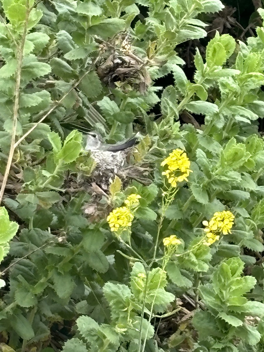 Costa Kolibrisi - ML619817955