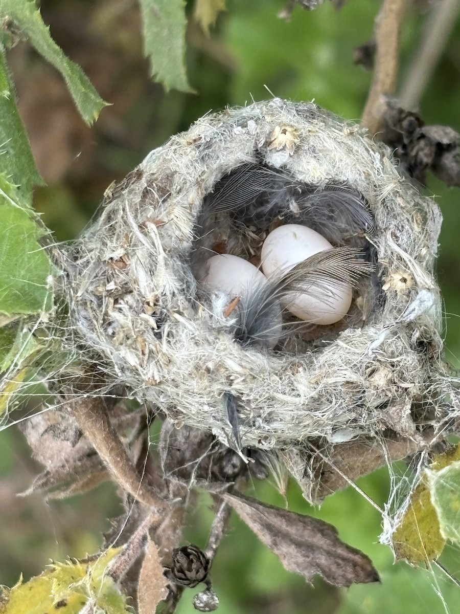 Costa Kolibrisi - ML619817956