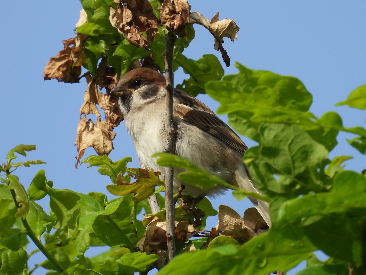 Eurasian Tree Sparrow - ML619817958
