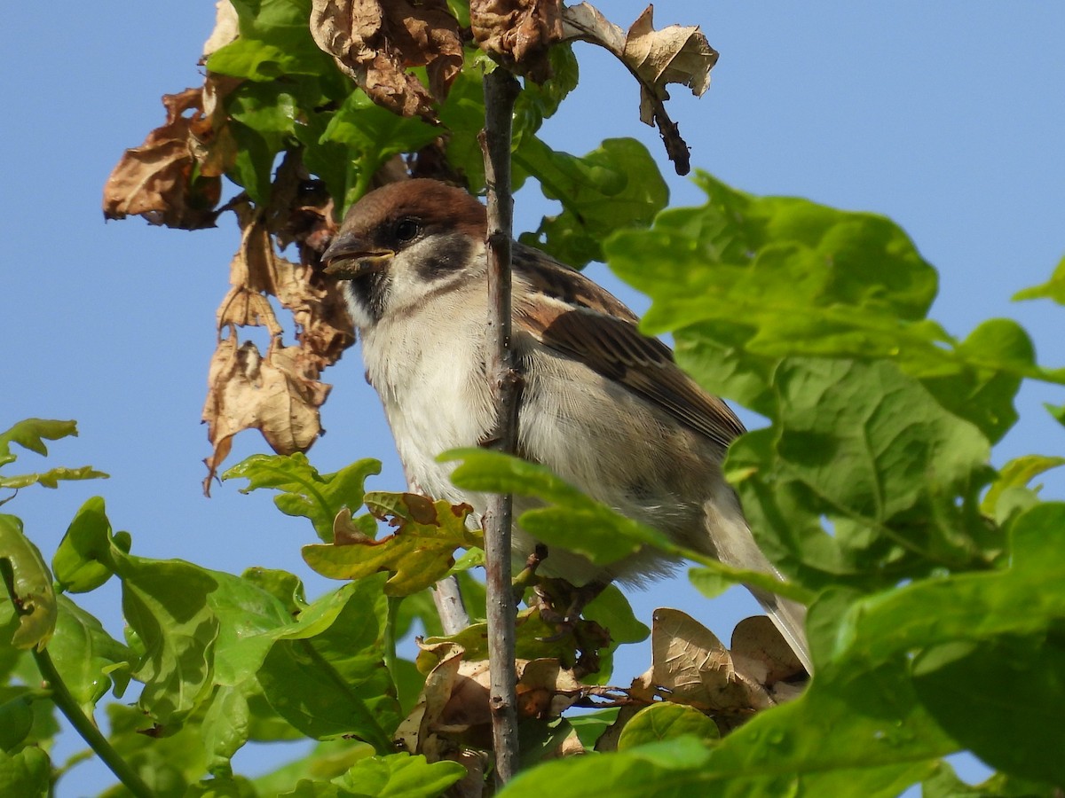 Eurasian Tree Sparrow - ML619817966