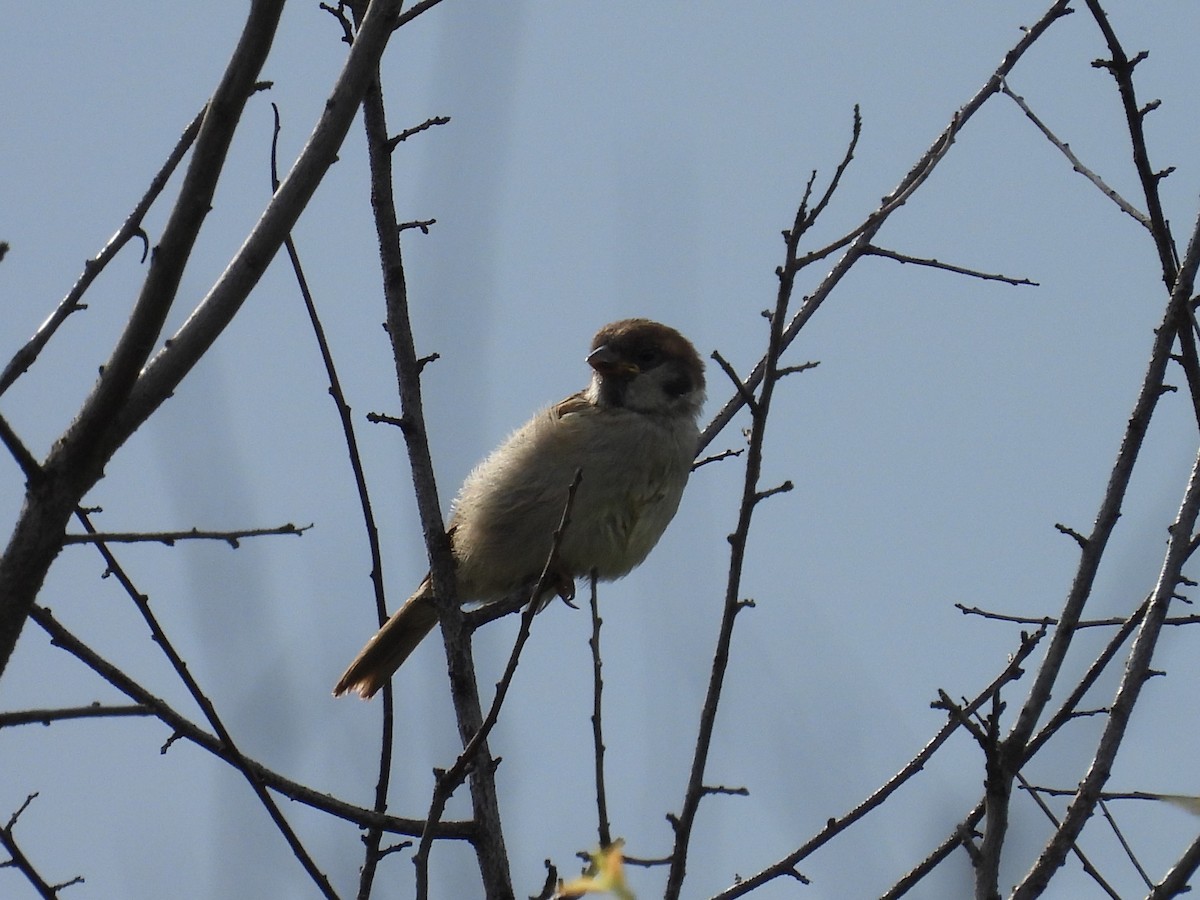 Eurasian Tree Sparrow - ML619817967