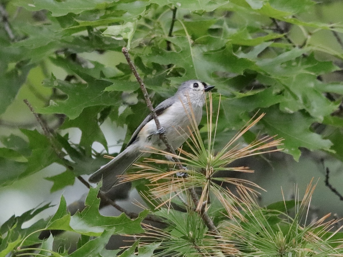 Mésange bicolore - ML619817968