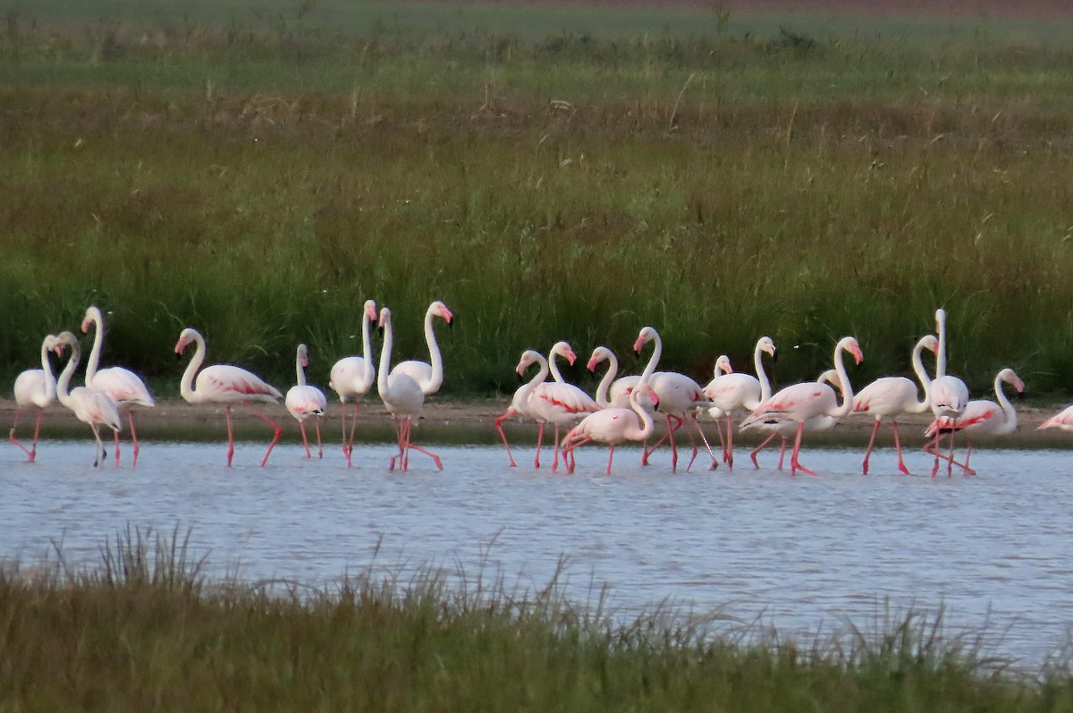 Greater Flamingo - ML619817969