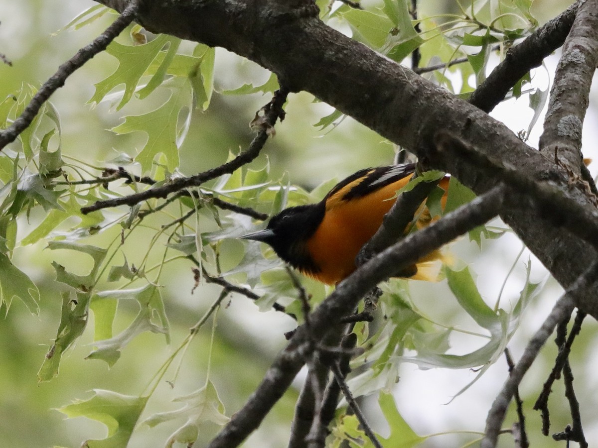 Baltimore Oriole - ML619817974