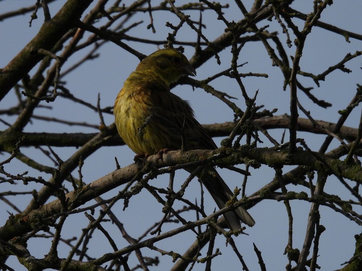 Yellowhammer - ML619817975