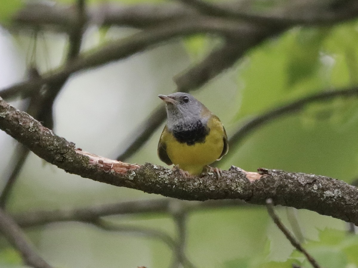 Mourning Warbler - ML619817976