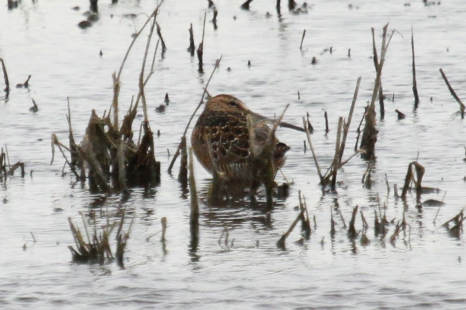 Long-billed Dowitcher - ML619817988