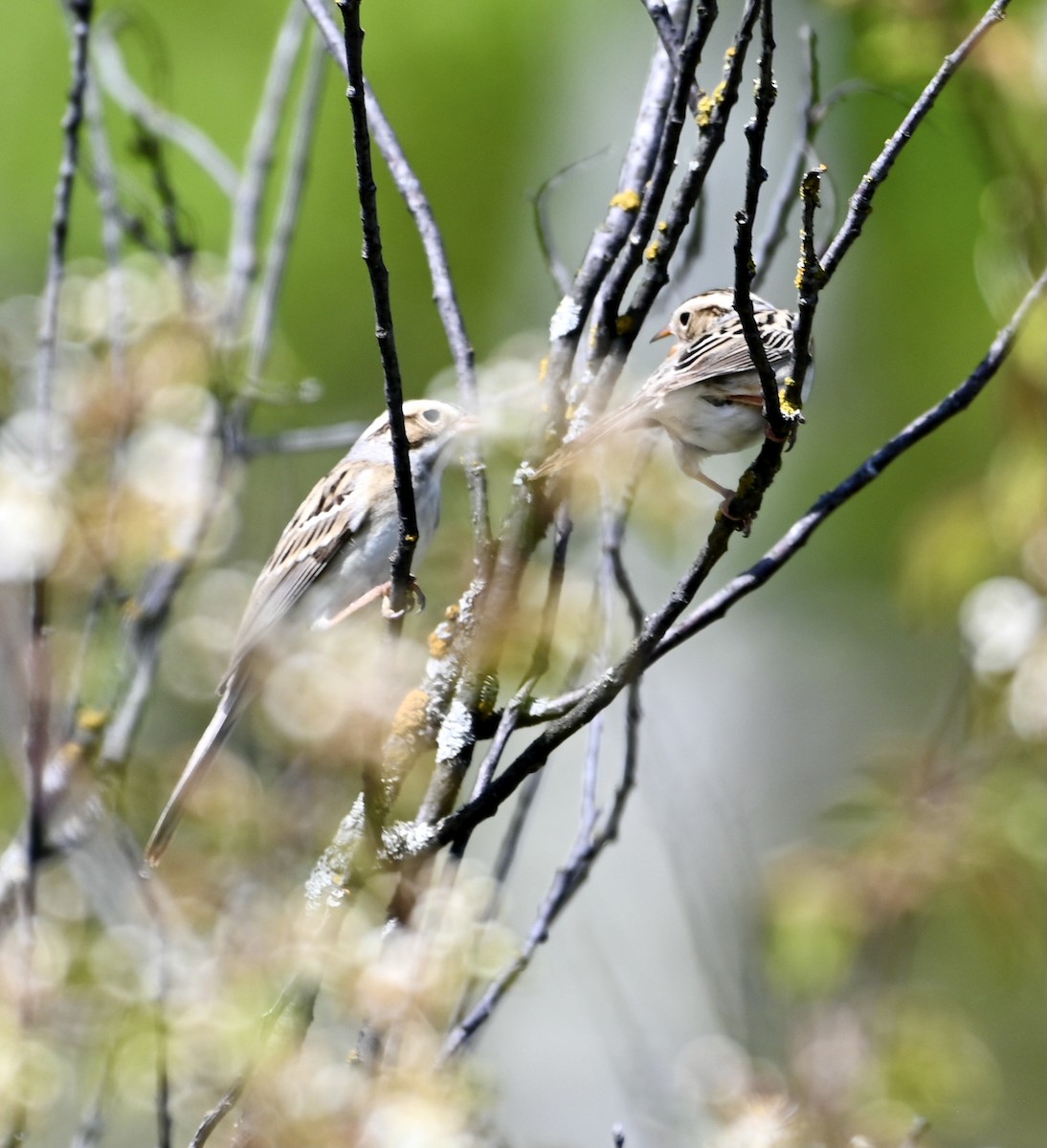 Clay-colored Sparrow - ML619817996