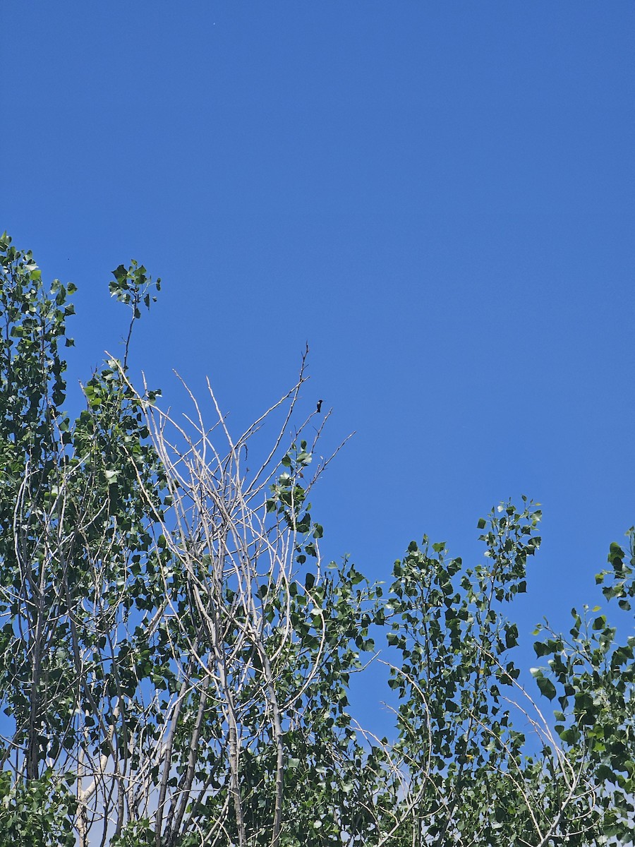 Kara Boğazlı Kolibri - ML619818040