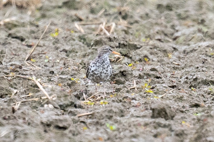 Spotted Sandpiper - ML619818049