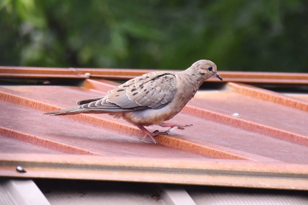 Mourning Dove - ML619818050