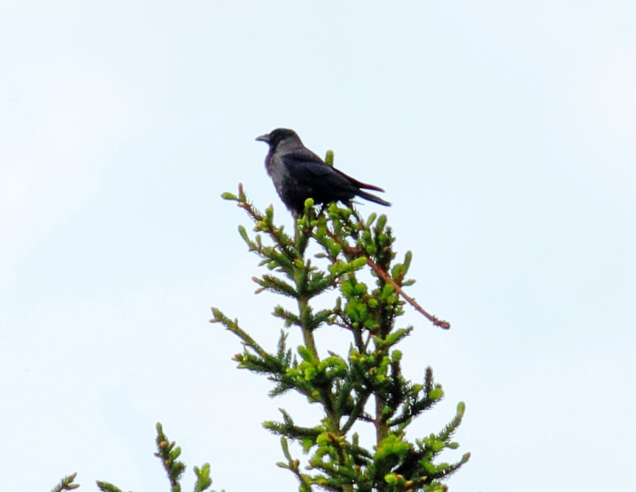 Carrion x Hooded Crow (hybrid) - ML619818060