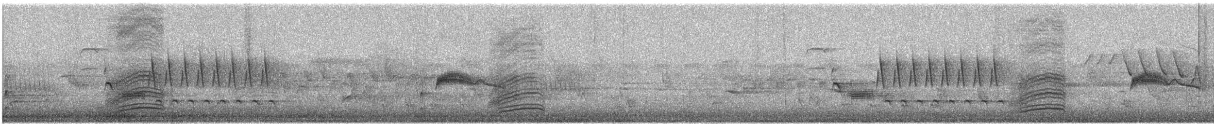 Тауї плямистий - ML619818064