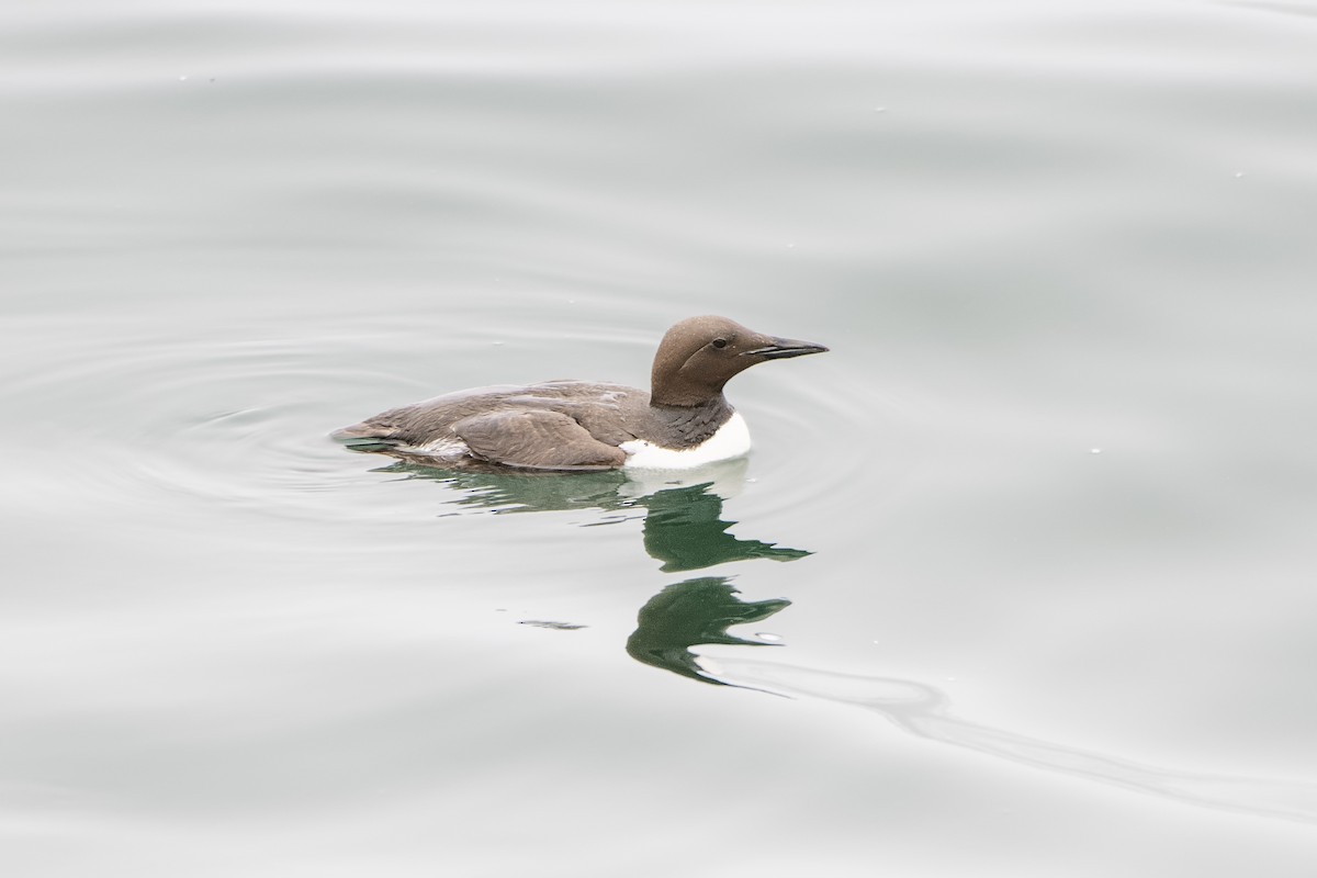 Common Murre - ML619818070