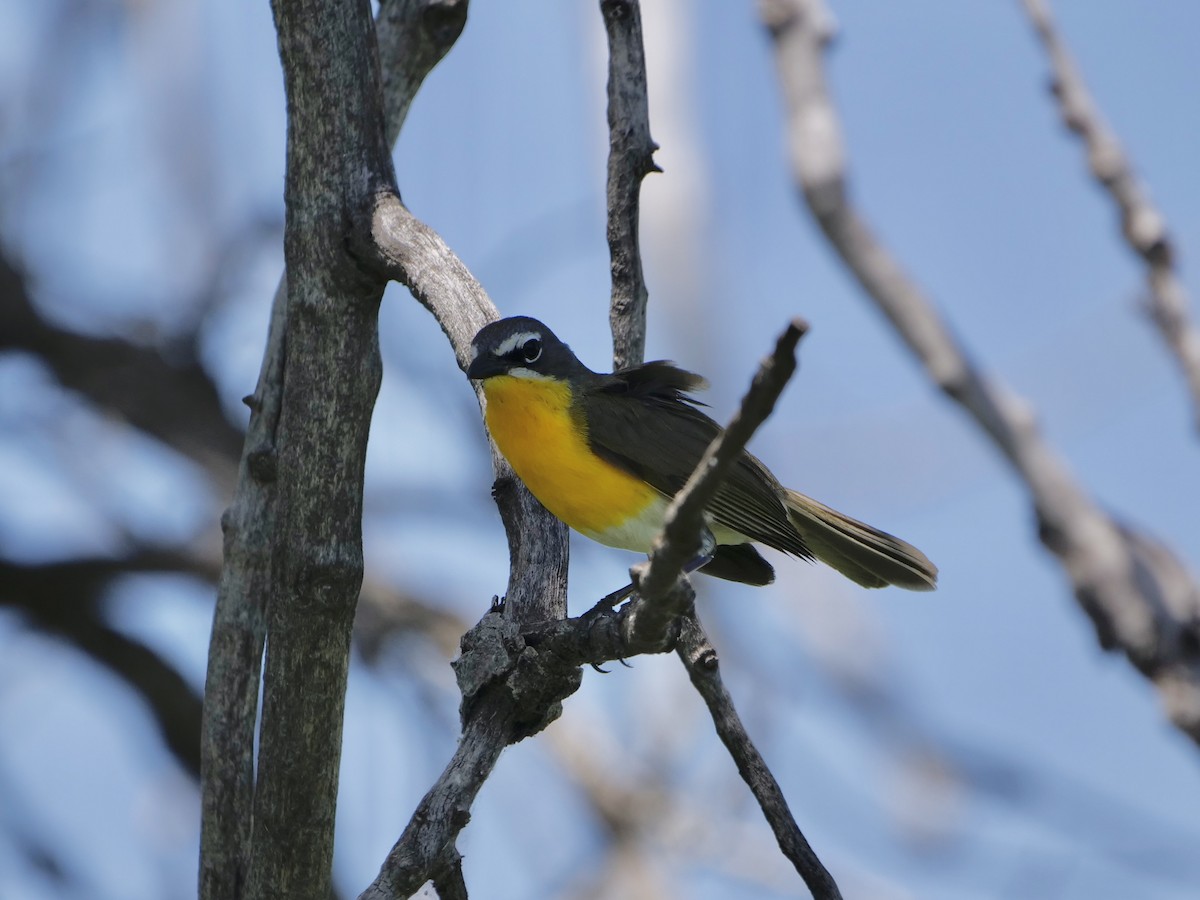 Yellow-breasted Chat - ML619818100