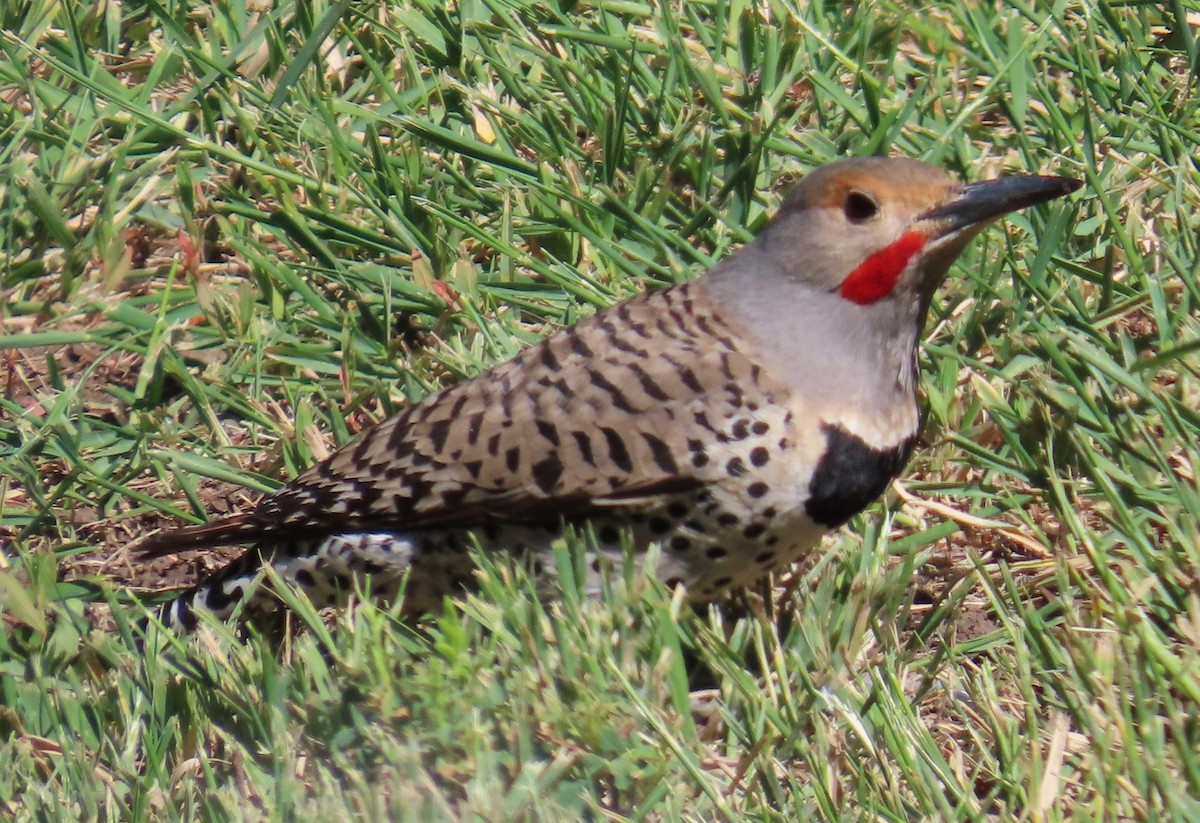 Northern Flicker (Red-shafted) - ML619818105