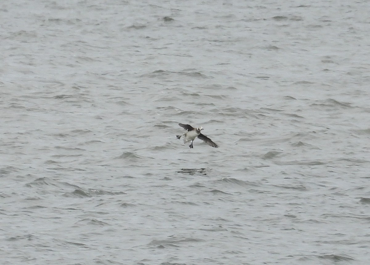 Long-tailed Duck - ML619818106