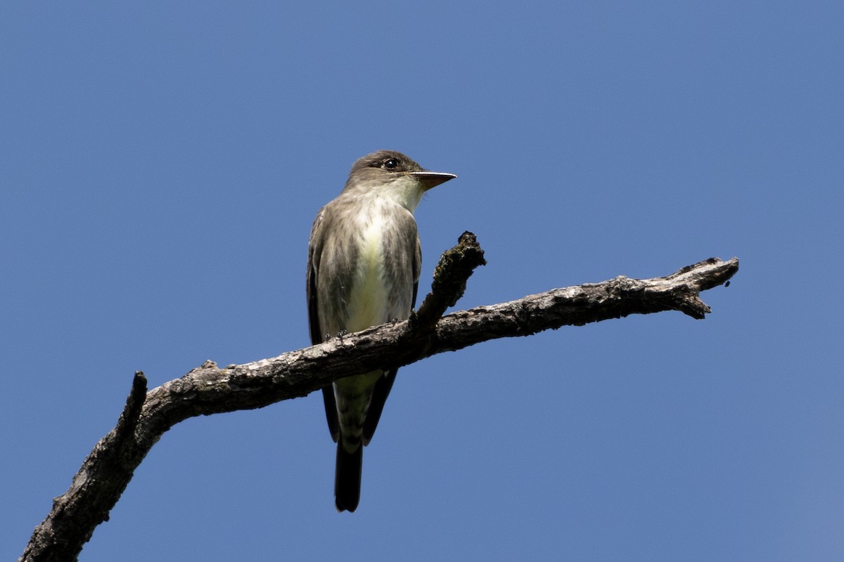 Olive-sided Flycatcher - Juan Salas