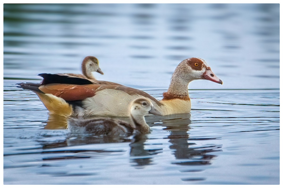 Egyptian Goose - ML619818130