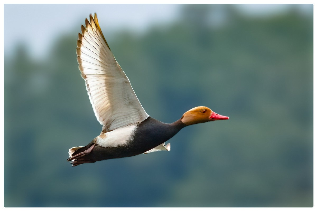 Red-crested Pochard - ML619818135