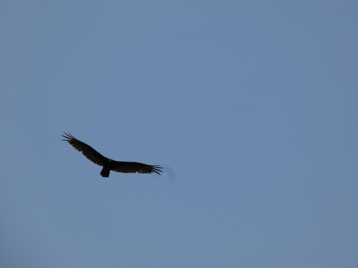 Turkey Vulture - ML619818158