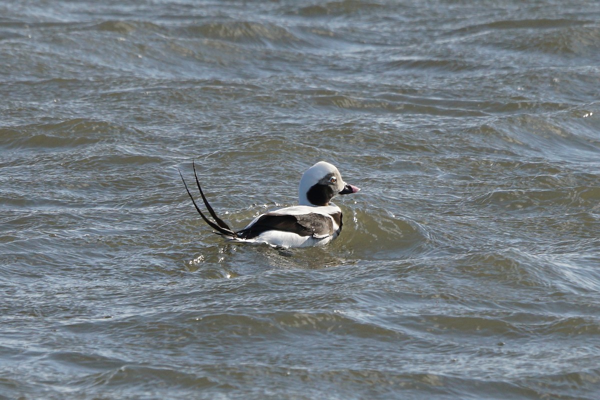 Long-tailed Duck - ML619818164