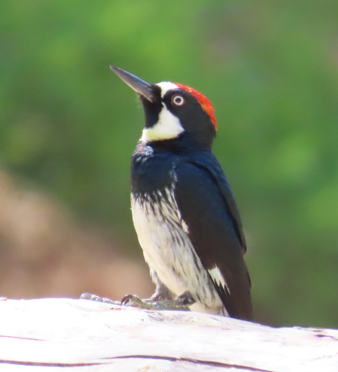 Acorn Woodpecker - ML619818167