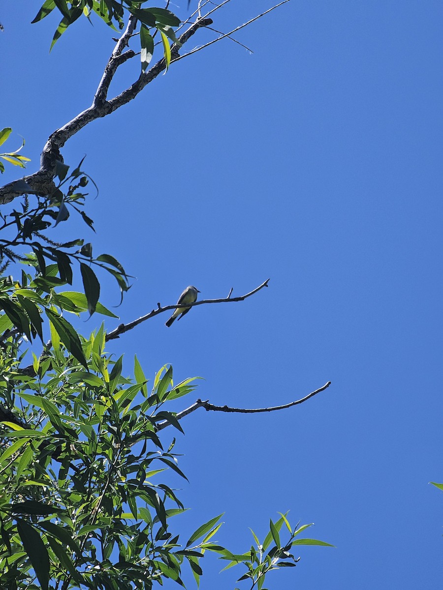 Western Kingbird - ML619818176