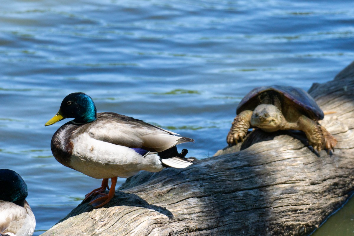 Mallard - ML619818185