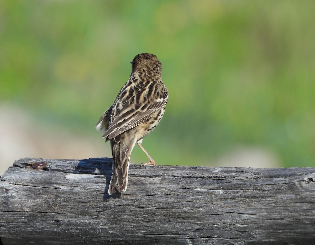 Red-throated Pipit - ML619818197