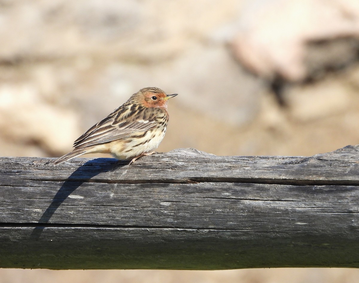 Red-throated Pipit - ML619818198