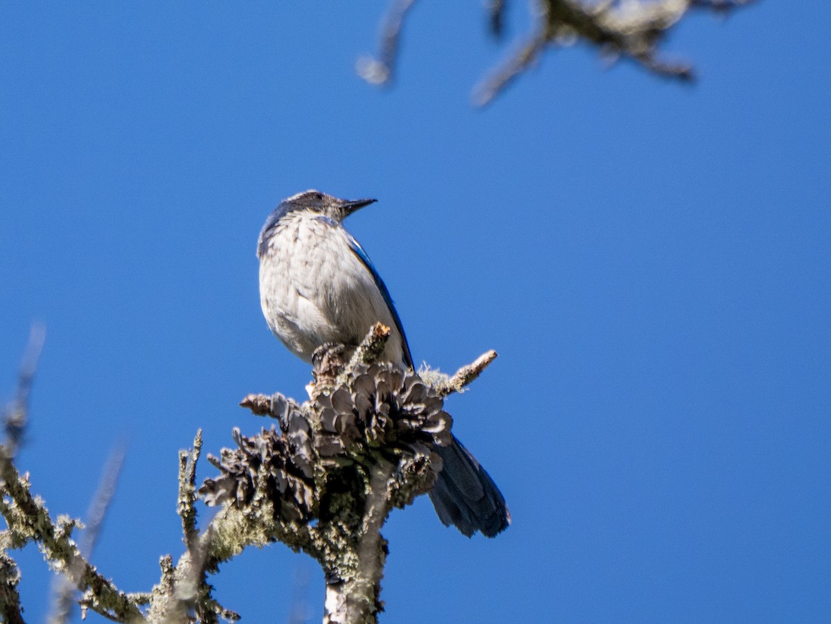 California Scrub-Jay - ML619818216