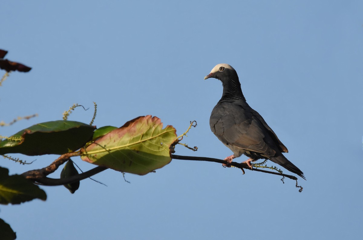 Pigeon à couronne blanche - ML619818219