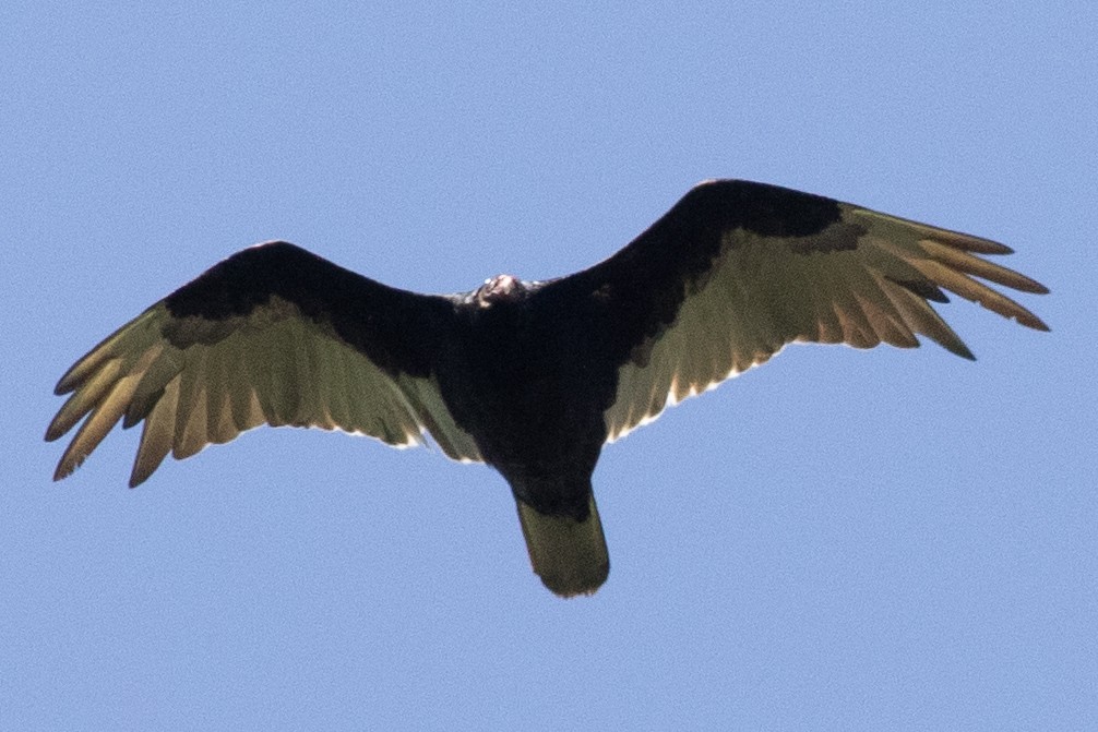 Turkey Vulture - ML619818223