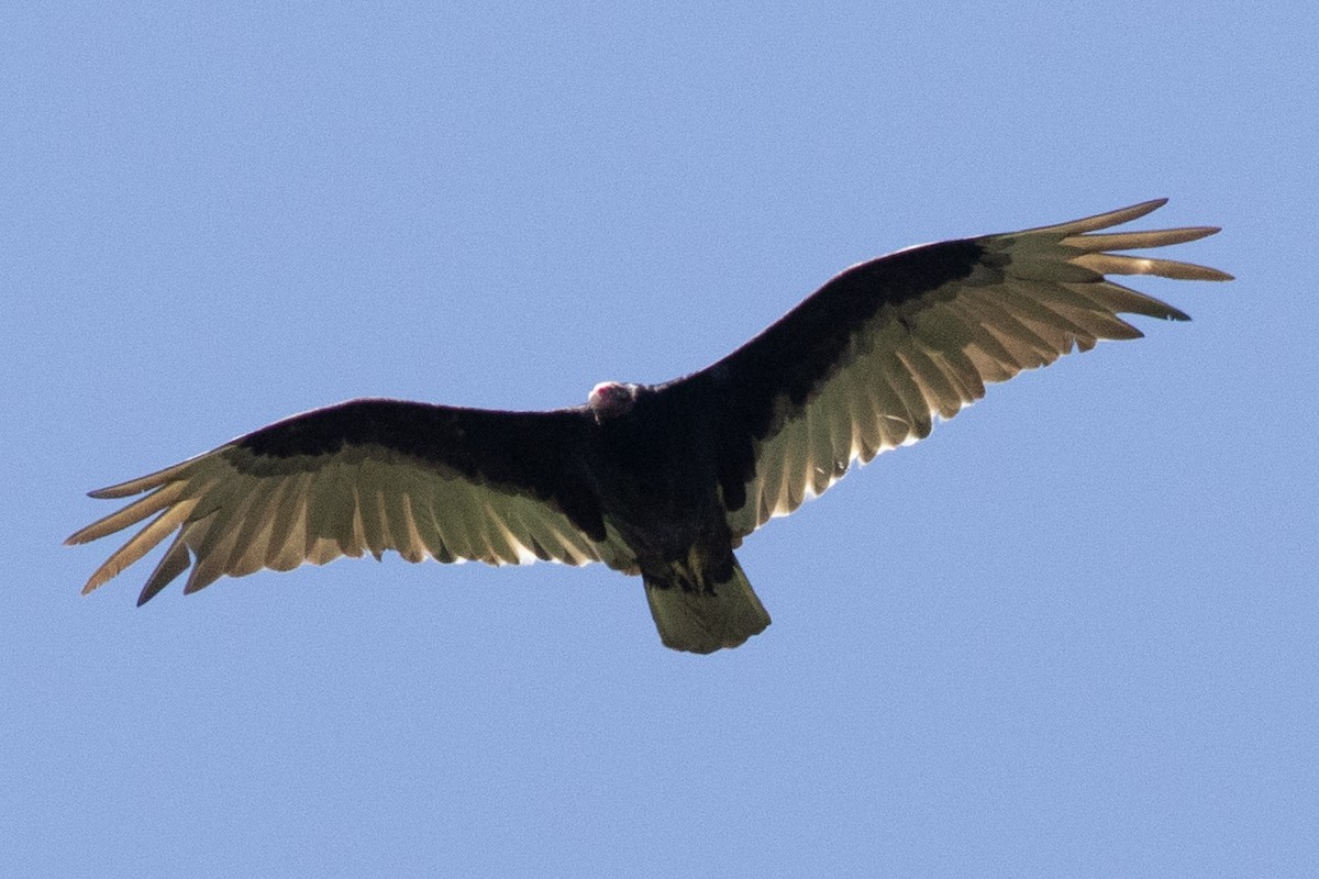 Turkey Vulture - David Brown