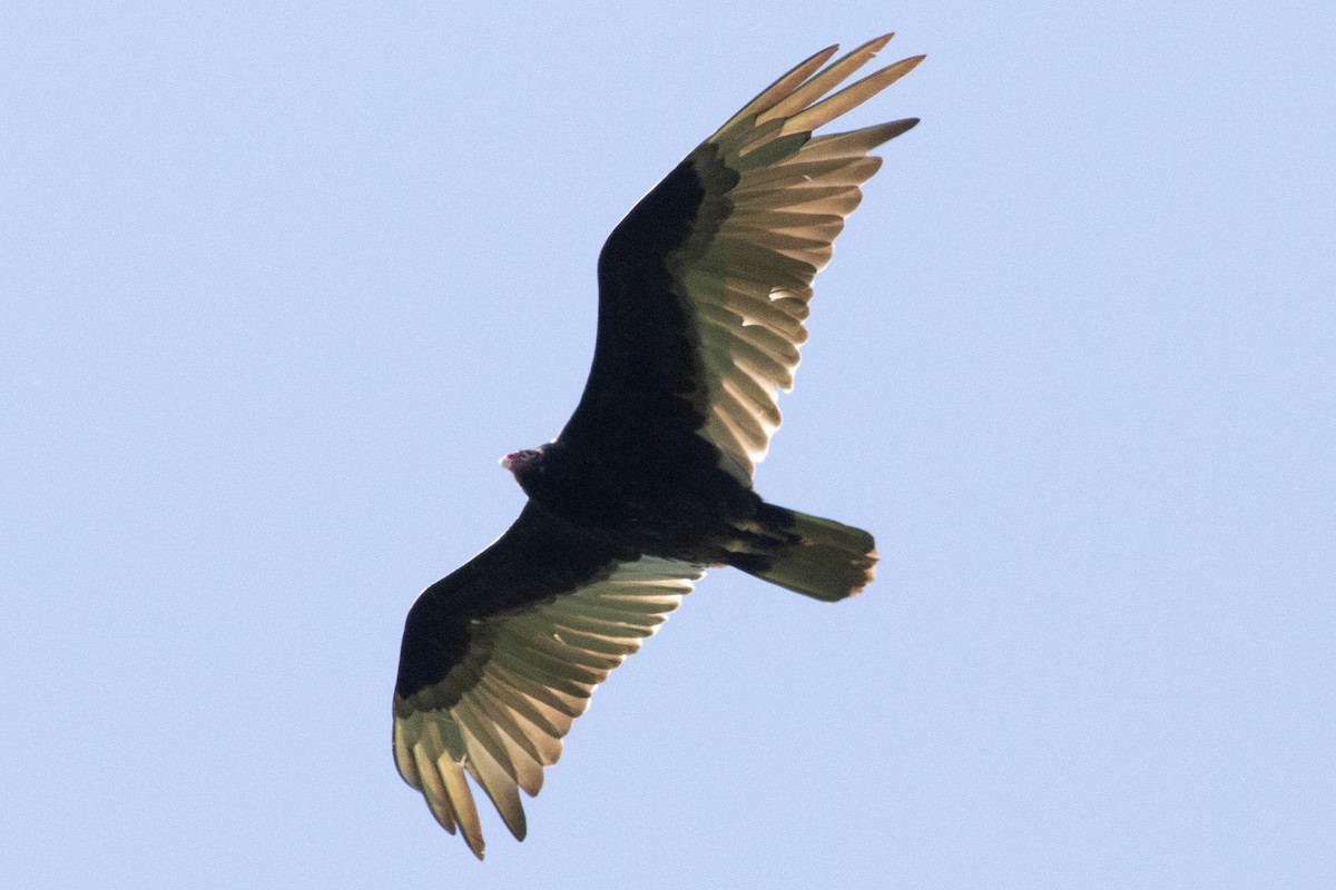 Turkey Vulture - ML619818225