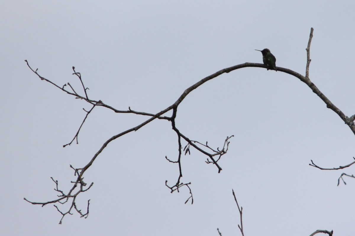 Anna's Hummingbird - ML619818228